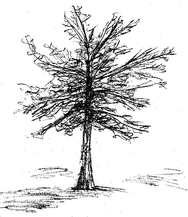 sketch-tree-bw.jpg